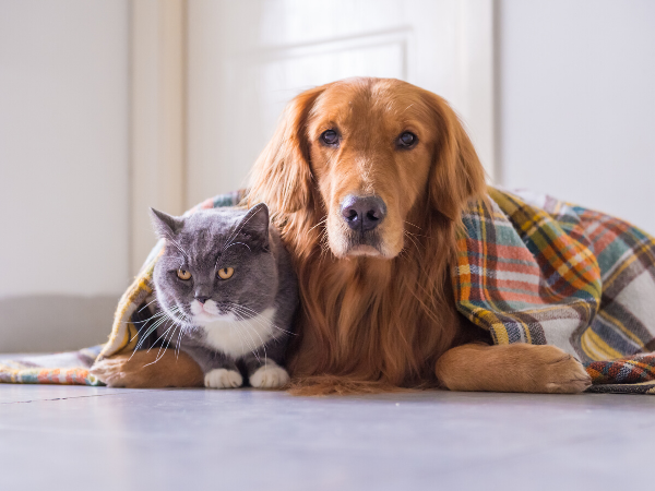 Keeping Your Pets Comfortable This Winter