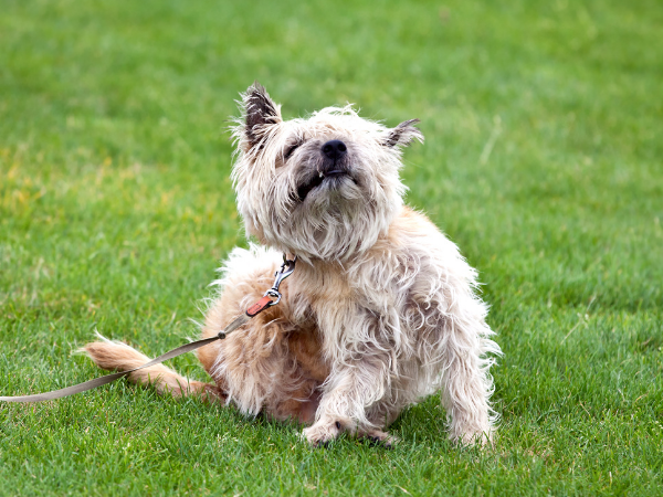 Stop Fleas & Ticks – No More Pests for your Pets