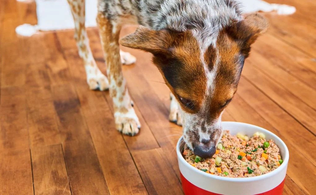 Gently Cooked Pet Food: A Healthier, Safer Way to Nourish Your Pet