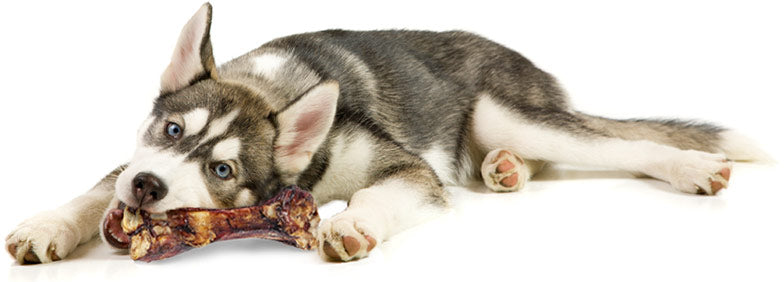 Whole Prey - A Little Gross, A Lot of Good