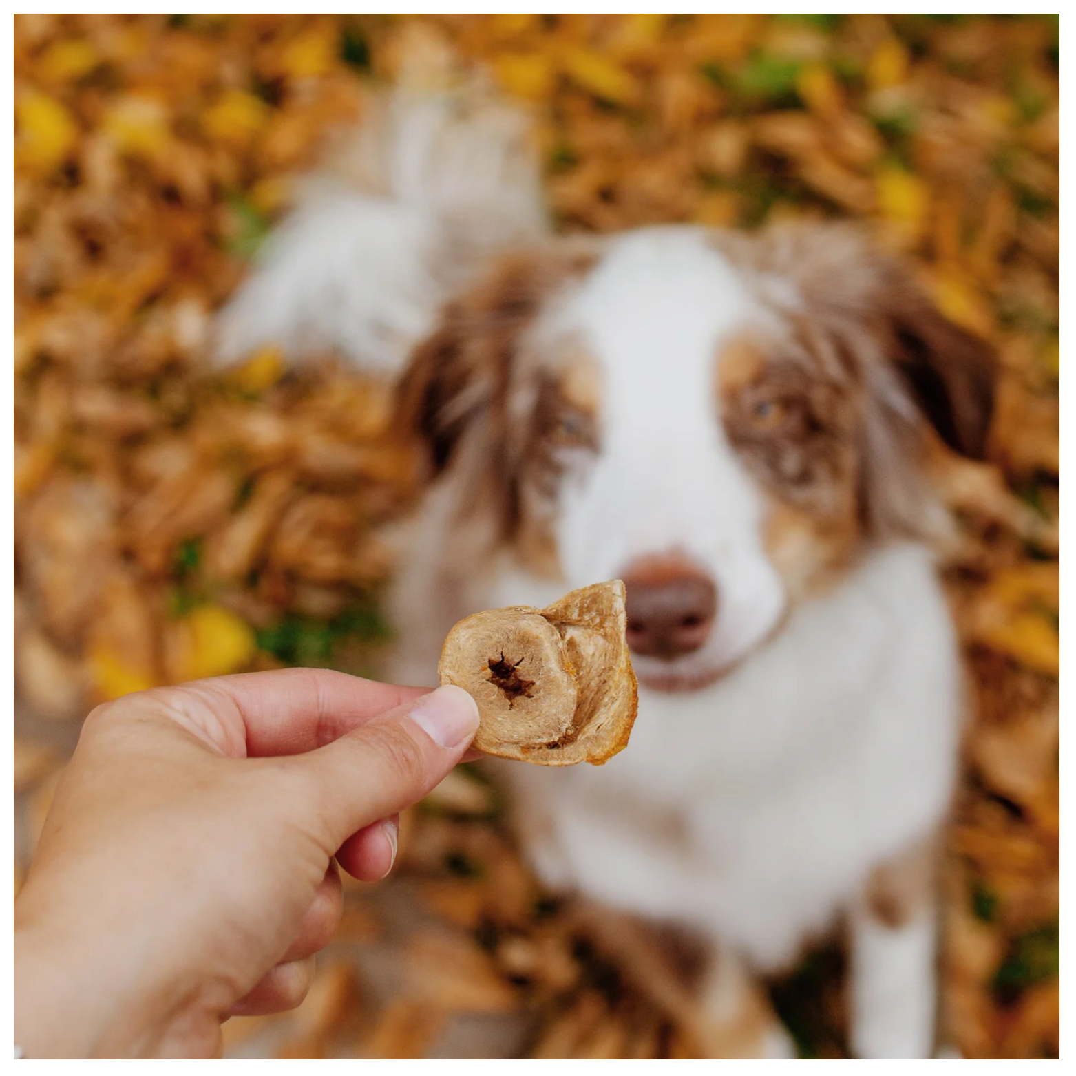 A person holding a slice of freeze-dried turkey heart treat in front of a brown and white dog sitting outdoors on fallen leaves.