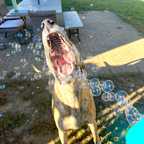 Atomic Bubbles Puppy Love Bubbles Birthday Cake Scent, 4 oz