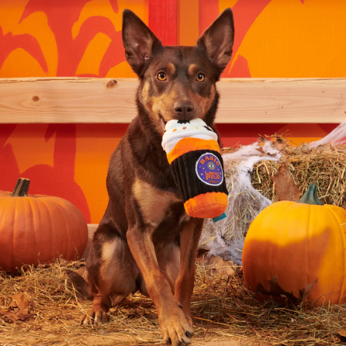 BARK Spooky Boo Brew Plush Dog Toy