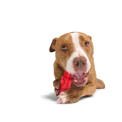 BARK The Gnawtcracker Dog Chew Toy
