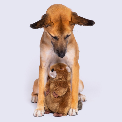 Fluff & Tuff Troy Beaver 9" Plush Dog Toy