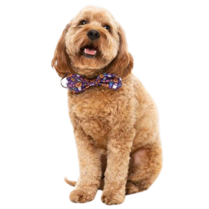 FuzzYard Spooky Bowtie for Dogs & Cats - Mutts & Co.