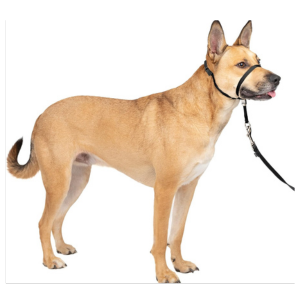 Friendly leader dog leash clearance