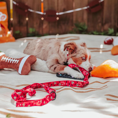Top Rocks Red Brutus With Paws & Bones Pet Leash