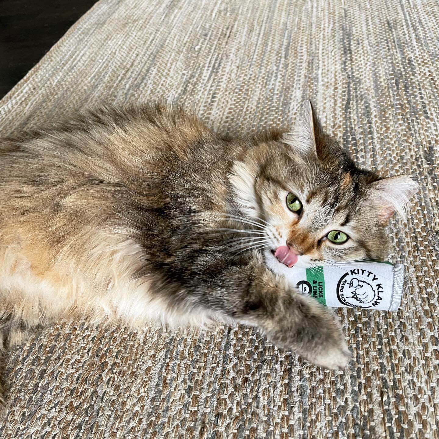 best cat supplies store