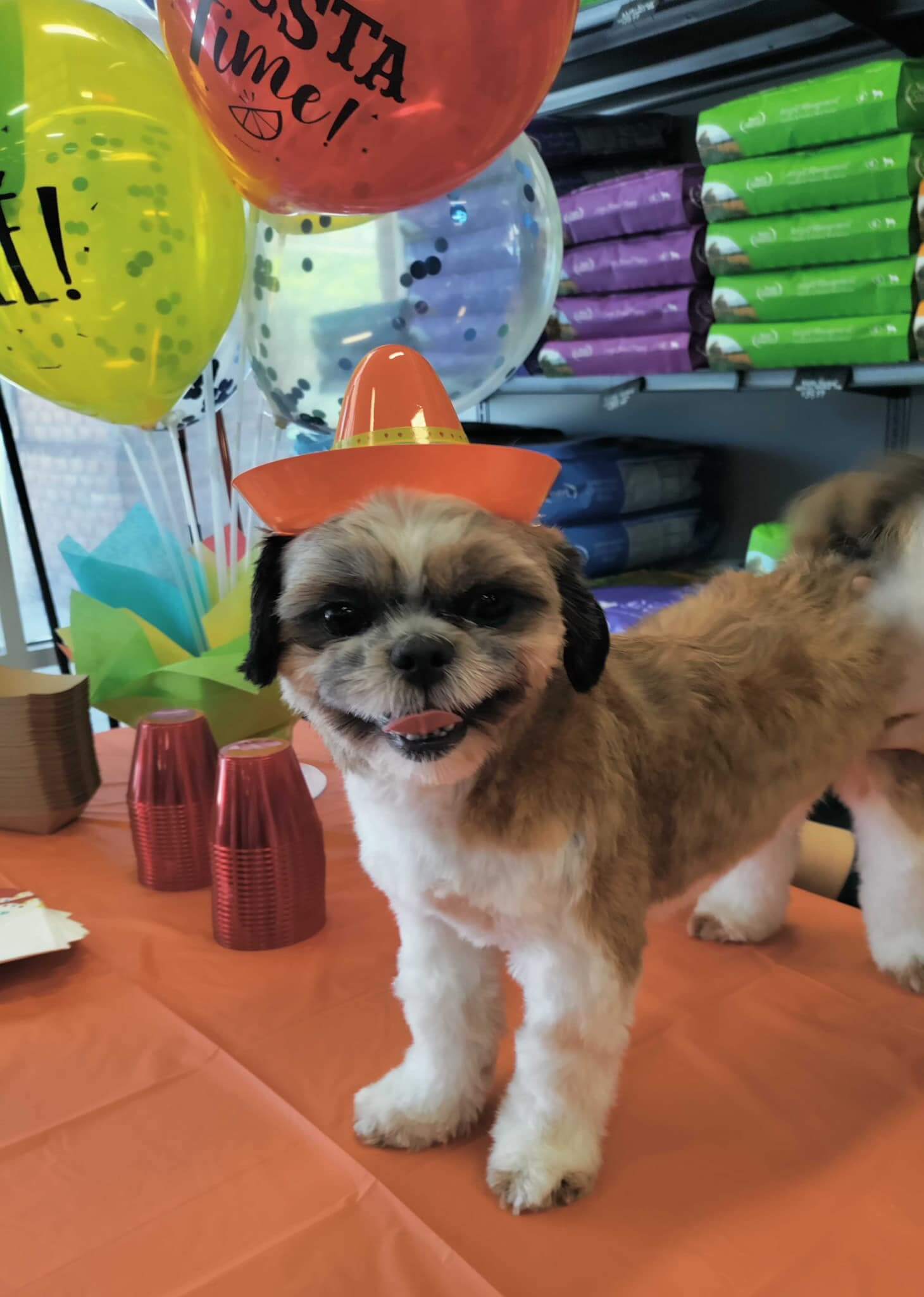 dog store near me