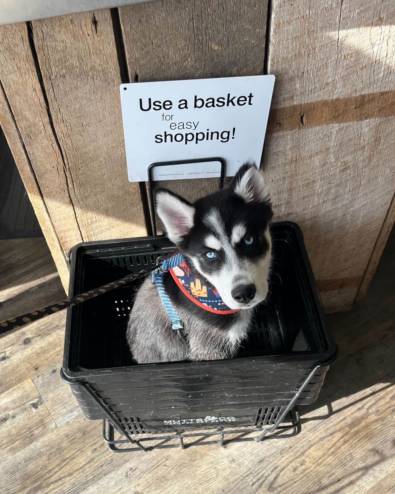 dog supply store near me