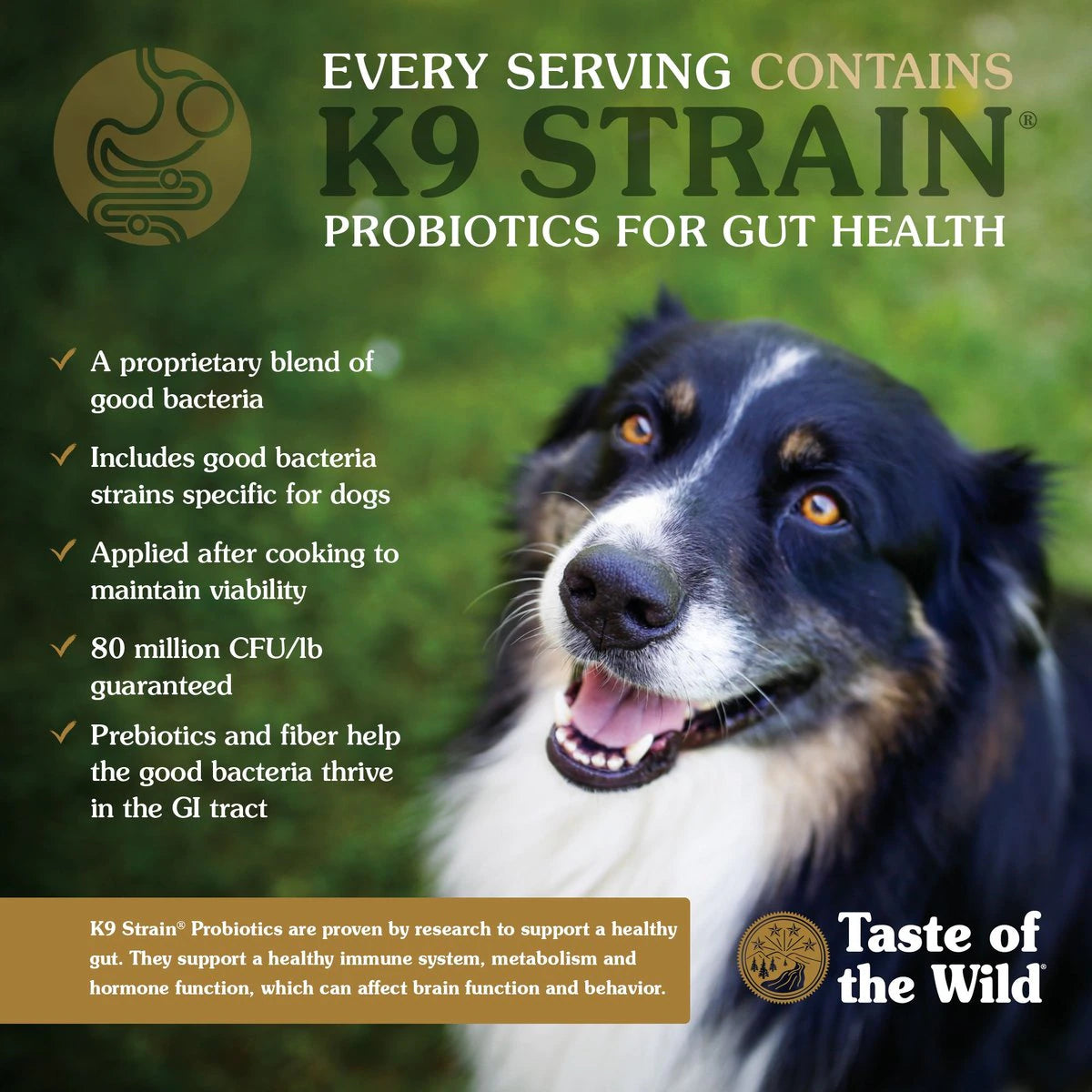 Taste Of The Wild Ancient Prairie Dog Food - Mutts & Co.