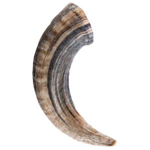 Icelandic+ Lamb Horn Bulk Dog Chew - Mutts & Co.