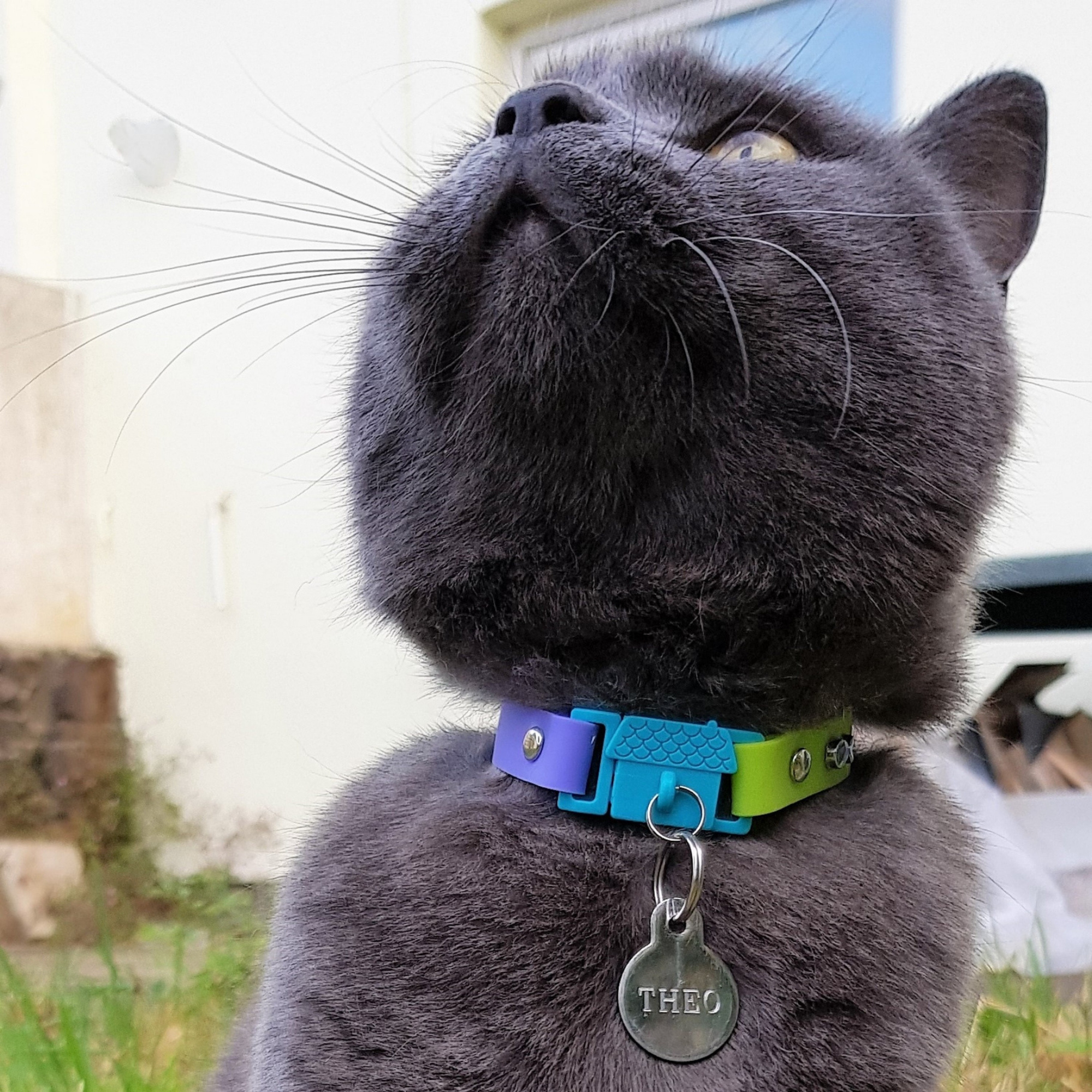 Kittyrama Vet & Cat Expert Approved Cat Collar Tahiti - Mutts & Co.