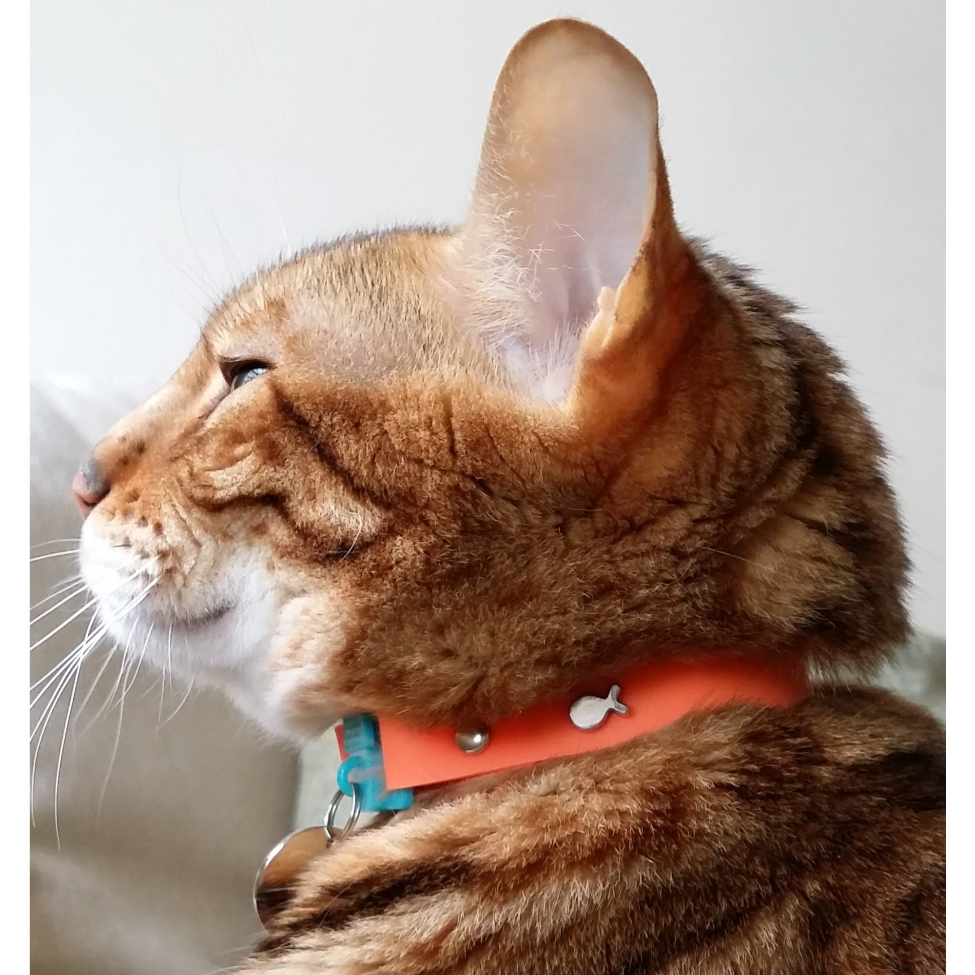 Kittyrama Vet & Cat Expert Approved Cat Collar Tangerine - Mutts & Co.