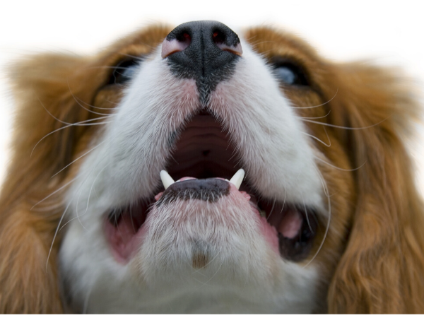Is Your Dog's Diet Hurting His Dental Health?
