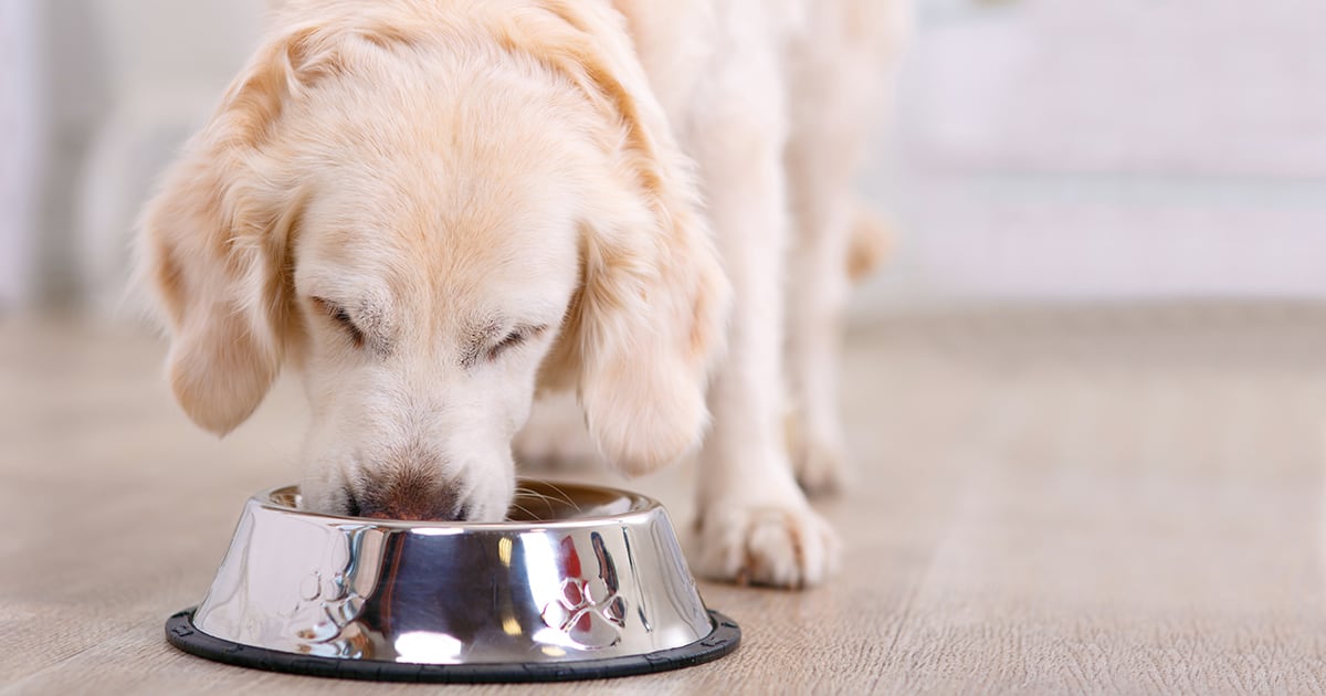 Uncompromising Pet Safety: Reasons Why We Choose Our Food Brands