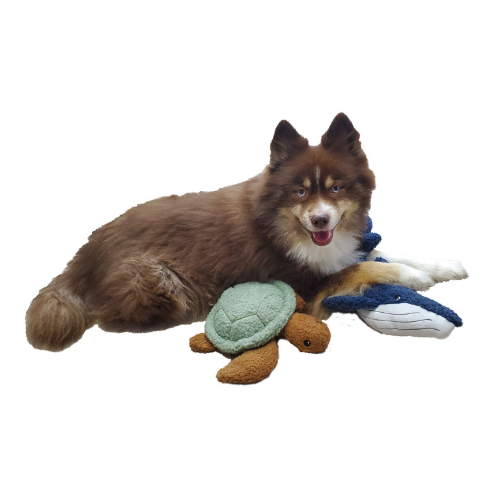 Barker's Bowtique Wildlife Collection Sammy the Sea Turtle Dog Toy