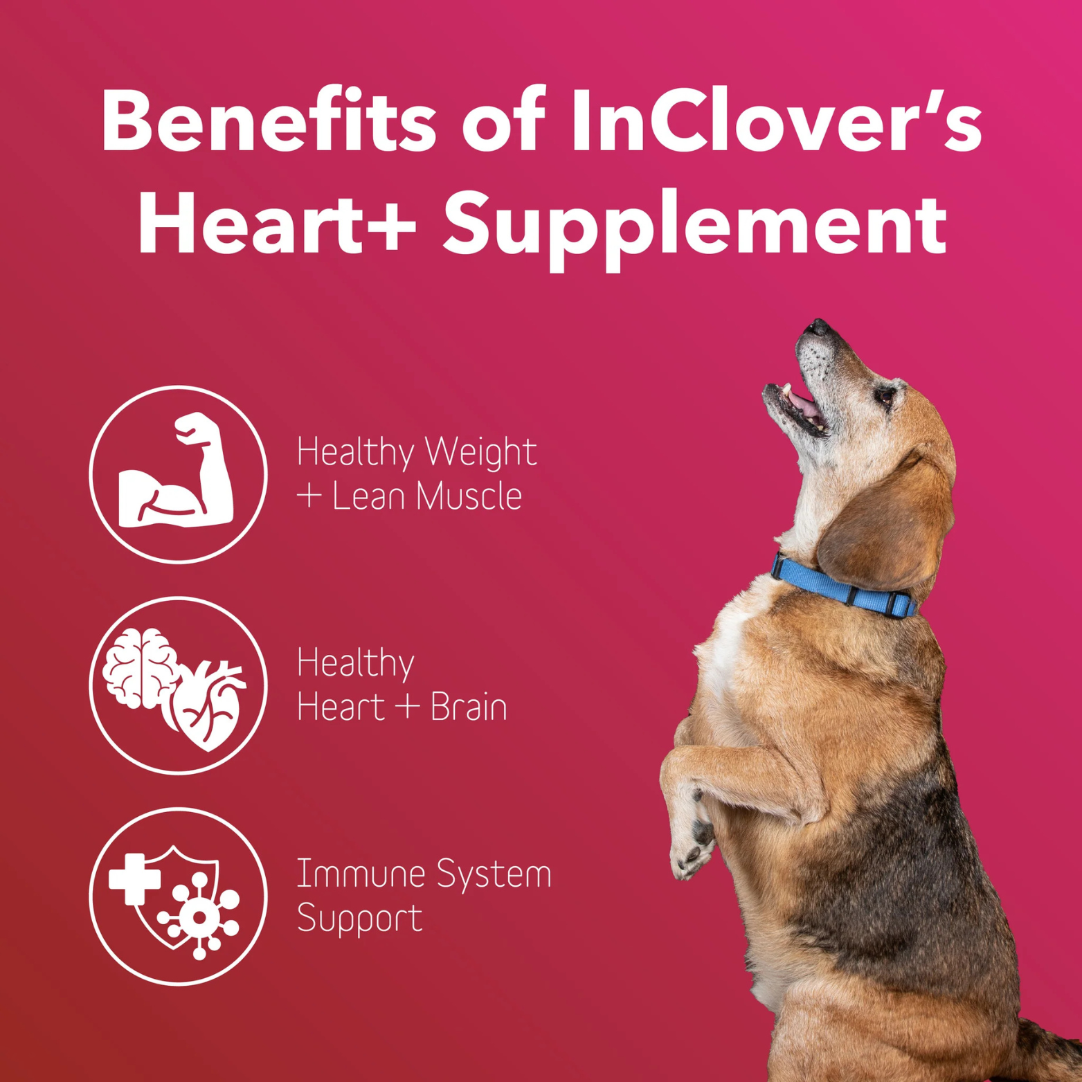 InClover Heart+ Supplement for Dogs + Cats (BioVibrant) 3.5 oz