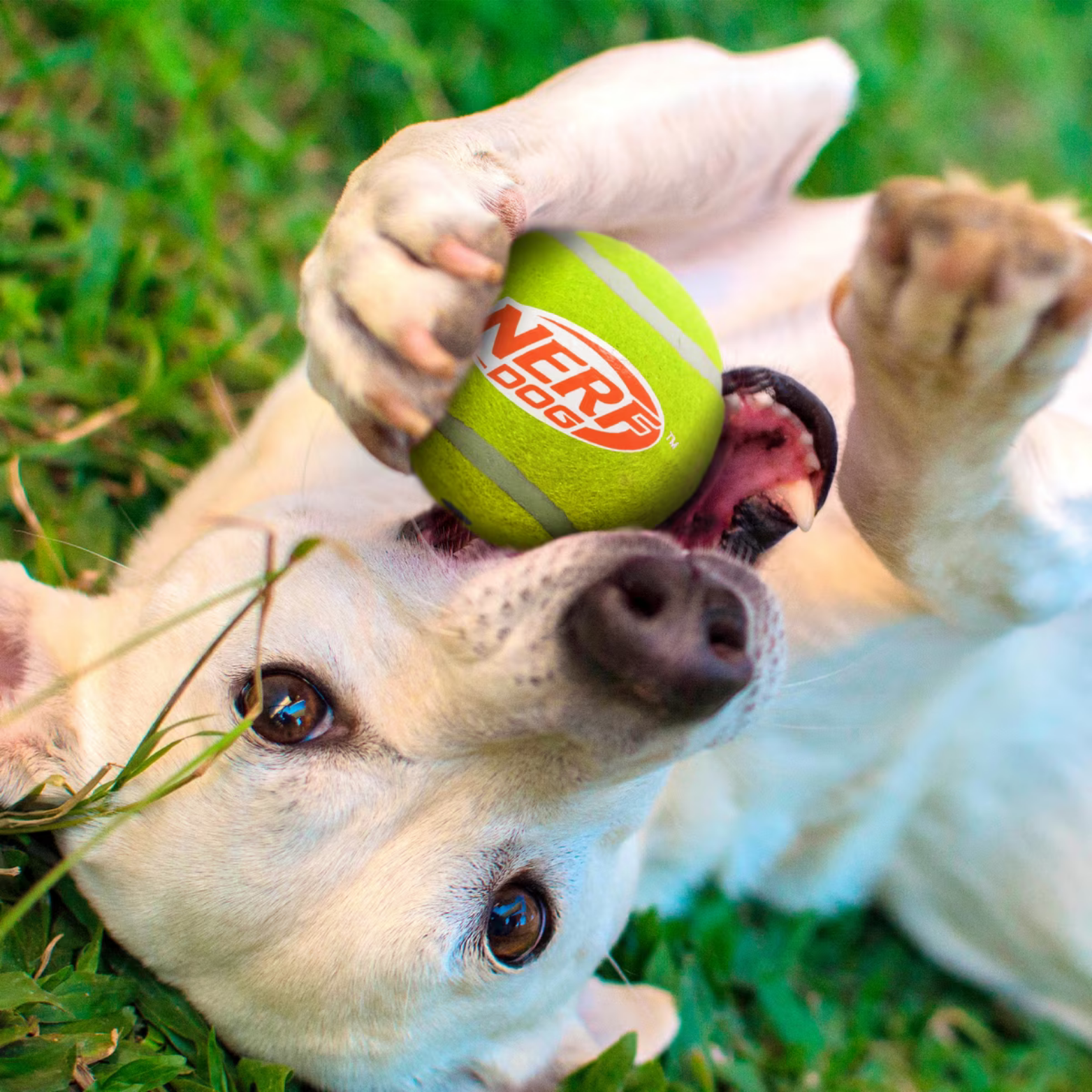 Nerf Dog Squeak Tennis Ball 4-Pack, 2"