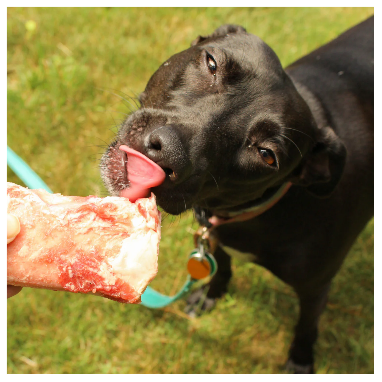 A black dog outdoors licking a large raw beef marrow bone held by a person, with grass visible in the background.