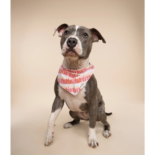 The Paws Wish Dog Bandana Pink