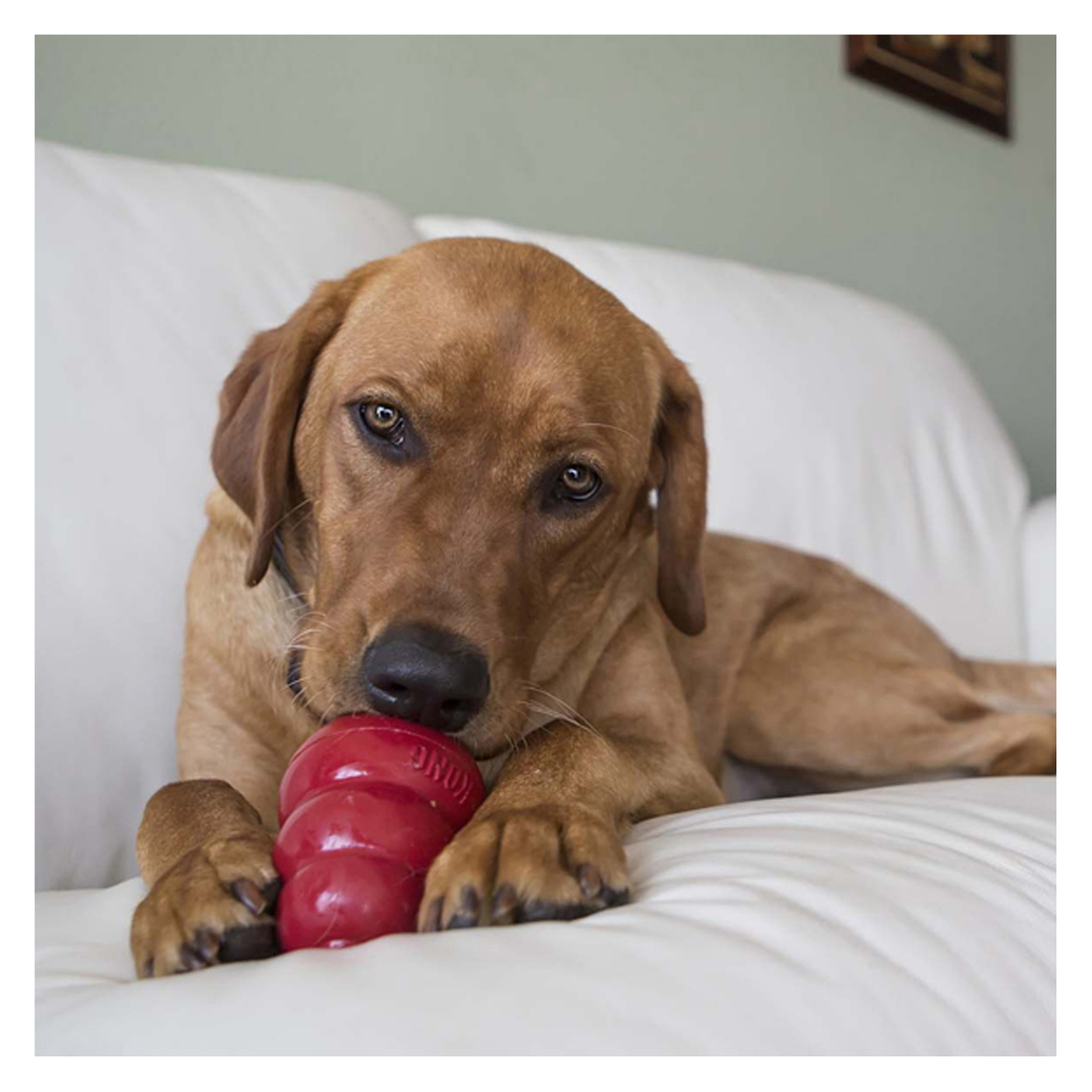 Medium-sized brown dog lying on a white couch, holding and chewing a red KONG rubber toy with its front paws.