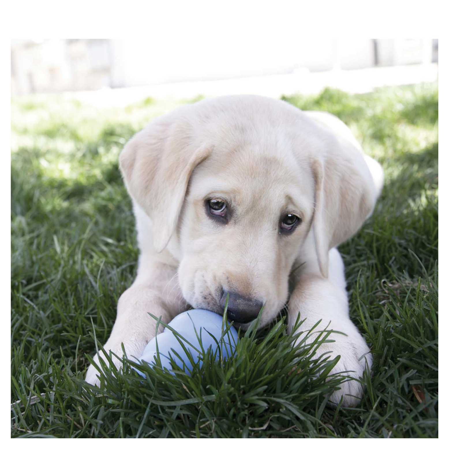 Light-colored Labrador puppy lying on green grass outdoors, holding and chewing a light blue toy between its paws.