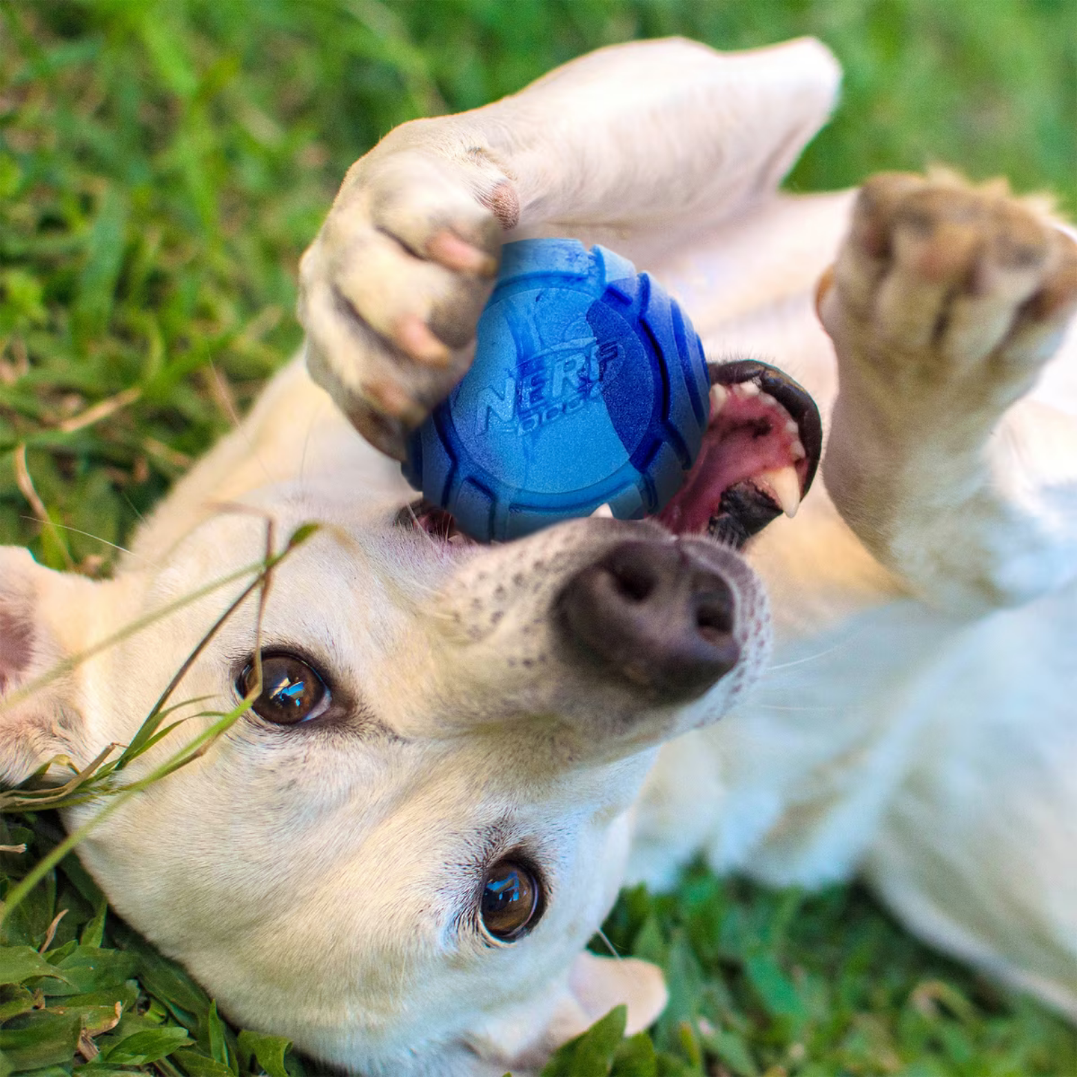 Nerf Dog Gift Set TPR Lightning Glow,TPR Peanut Butter Scented, & Solid Foam Sonic Ball , 2.5-in, 3 count with Launcher Dog Toy