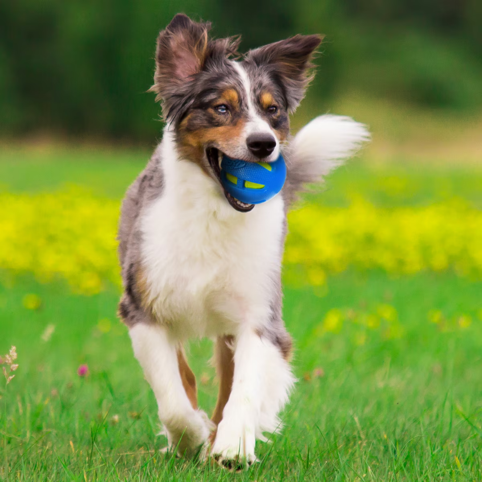 Nerf Dog TPR Checker Squeak & Crunch Ball Dog Toy, Blue/Green, 3.8"