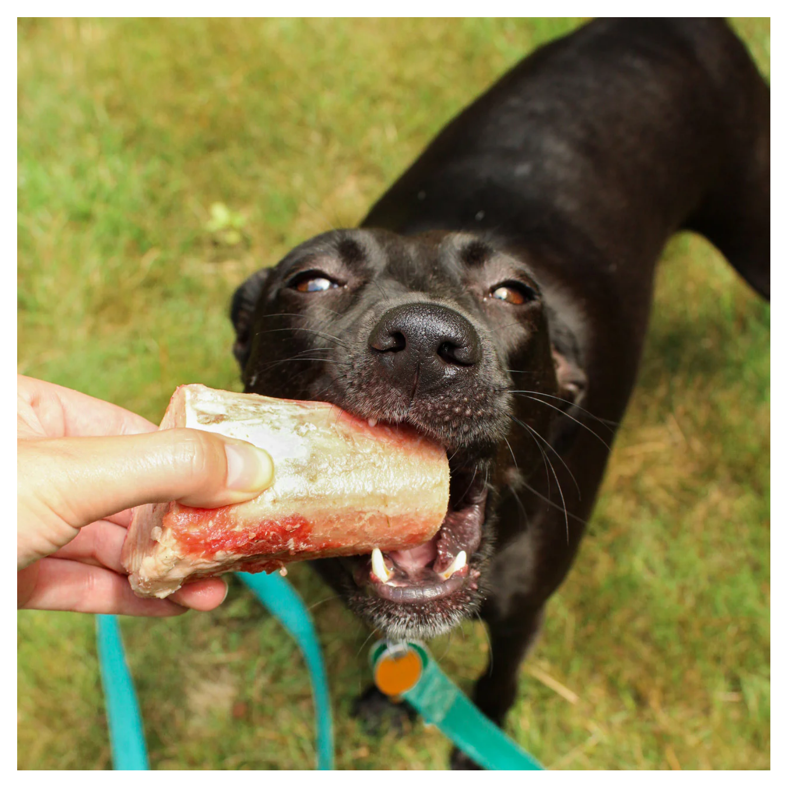 Close-up of a black dog outdoors biting a frozen marrow bone held by a person’s hand, with green grass and a leash visible in the background.