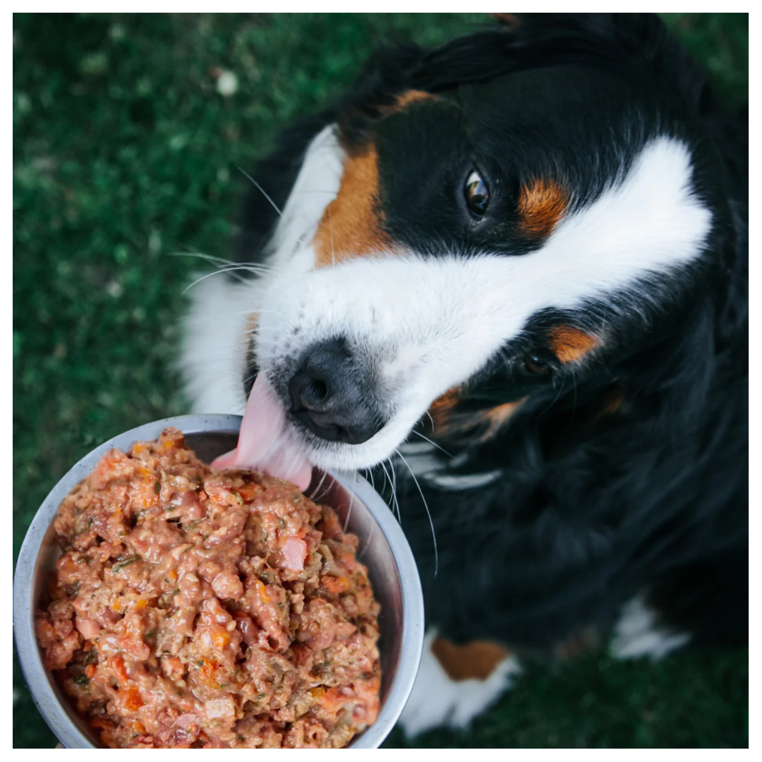 A black, white, and brown dog licks a bowl filled with the Chicken & Veggie raw food mixture while standing on grass outdoors.