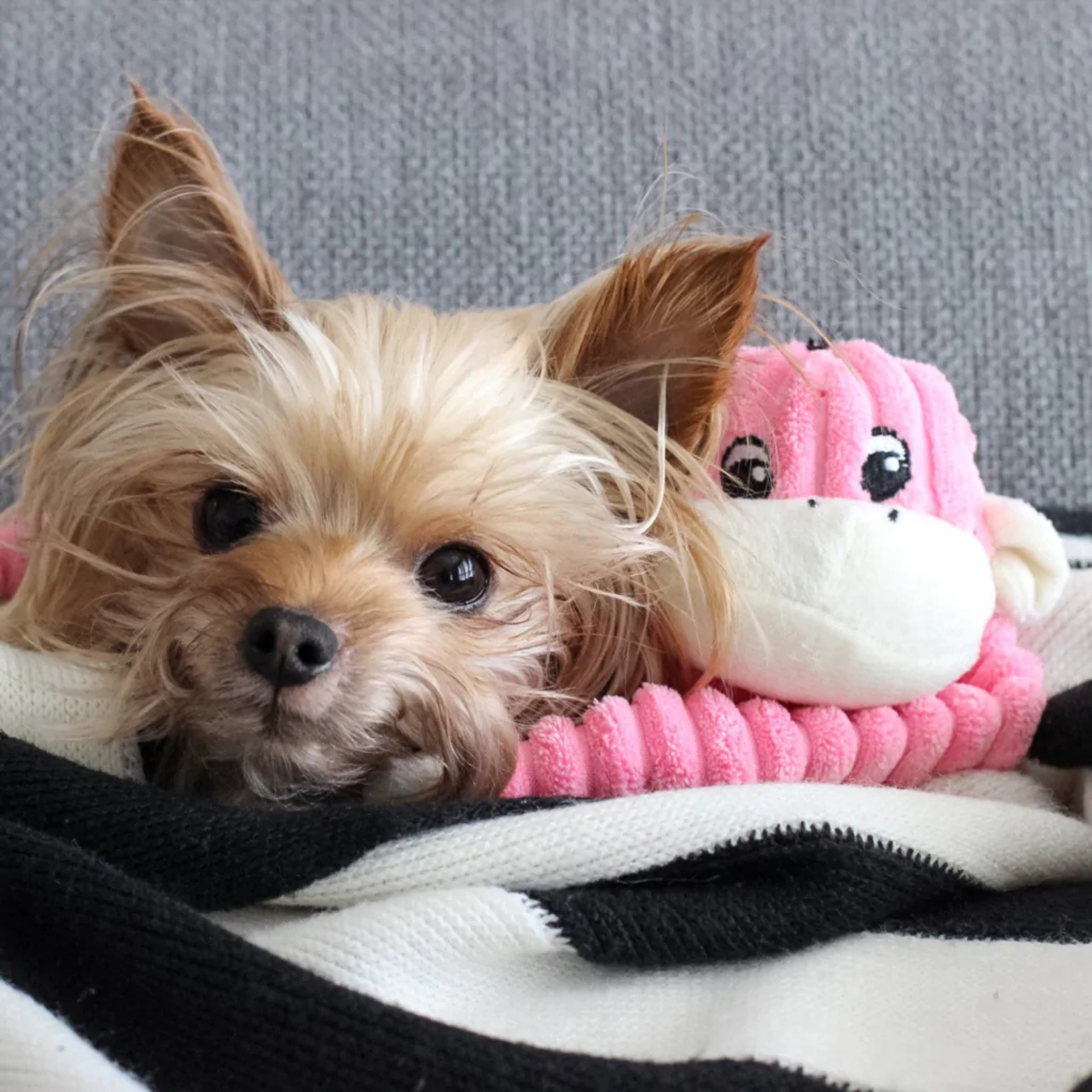 ZippyPaws Spencer the Crinkle Monkey Dog Toy, Pink, Small