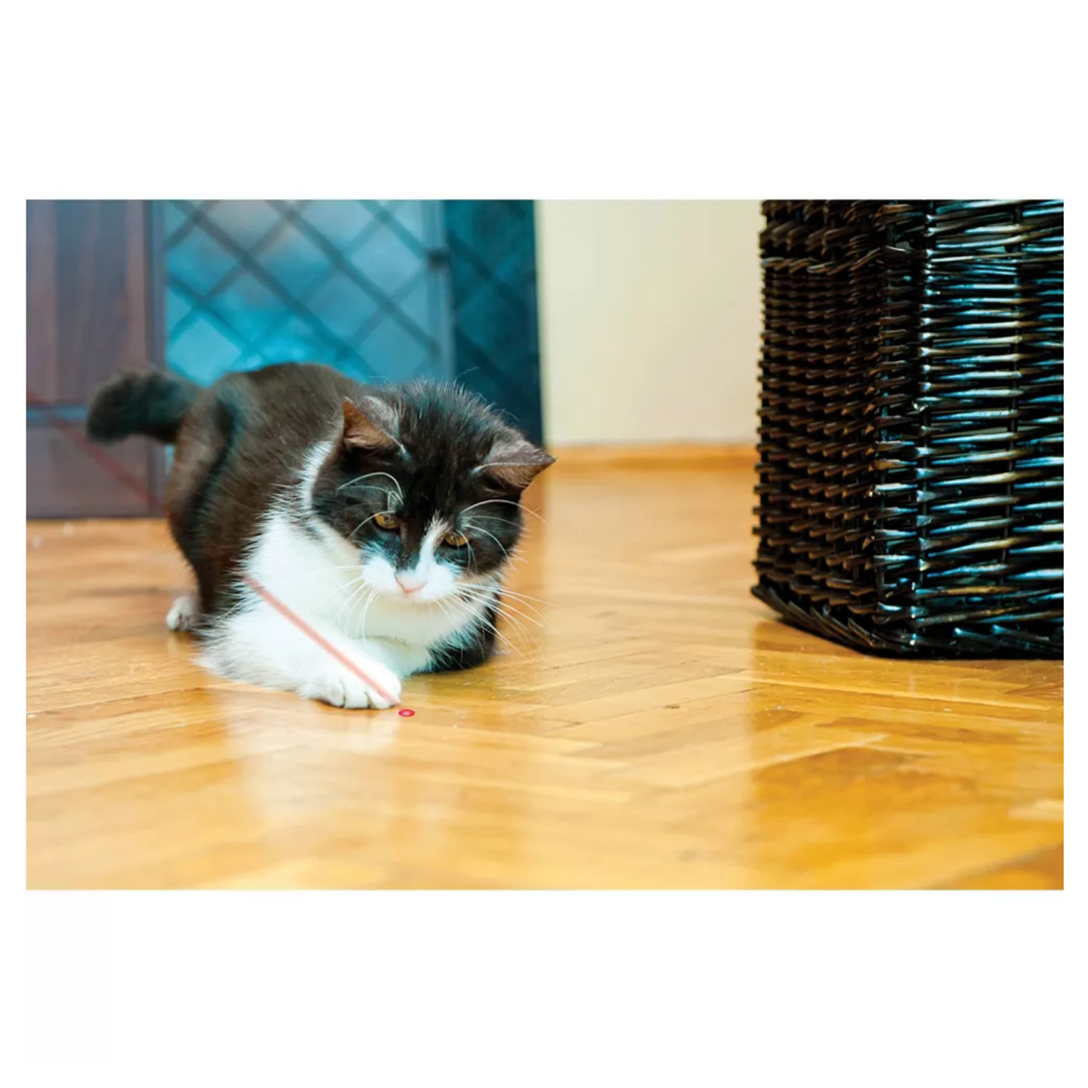 Black-and-white cat crouched on a hardwood floor while chasing a red laser dot projected in front of its paws, demonstrating interactive play with the KONG laser pointer.