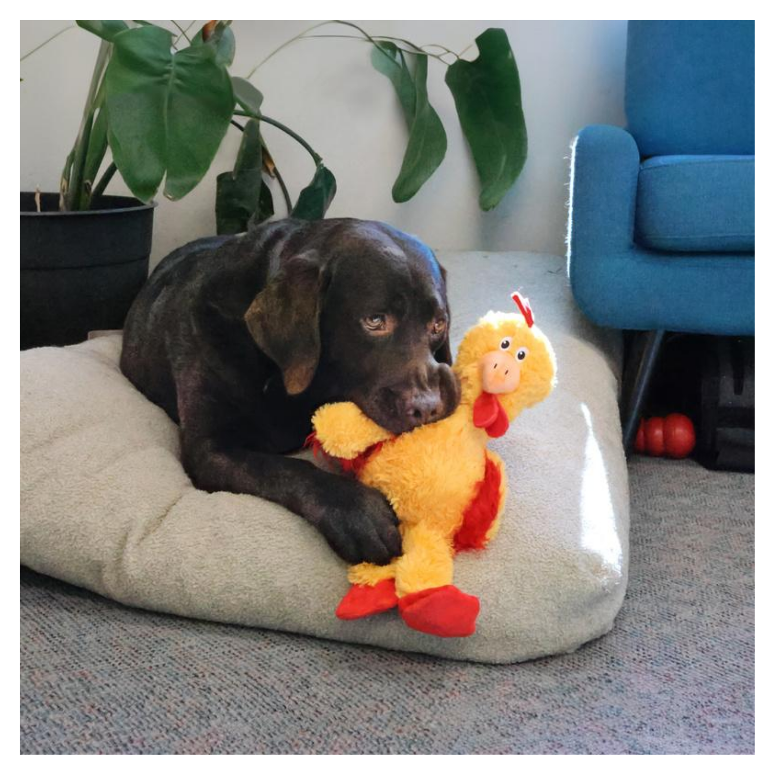 Black dog lying on a gray dog bed indoors, holding and chewing a yellow plush chicken dog toy with red feet and wings, in a living room with plants and a blue chair in the background.