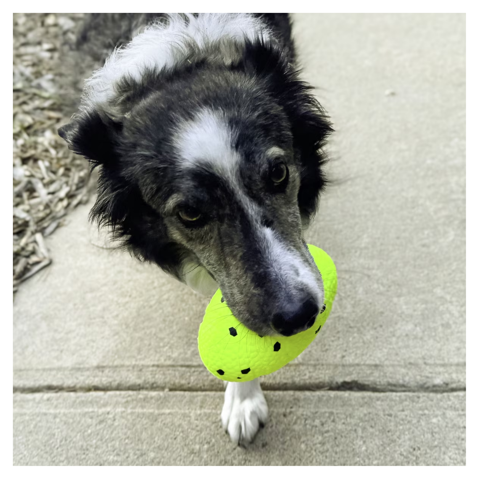 Black-and-white dog standing on a sidewalk holding a neon yellow KONG Reflex football toy with black speckles in its mouth.
