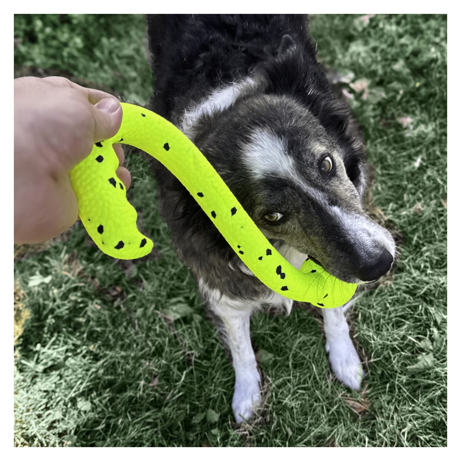 Medium-sized black-and-white dog outdoors on grass holding the KONG Reflex Tug ’N Fetch toy in its mouth while a person grips the opposite end, demonstrating interactive tug play.