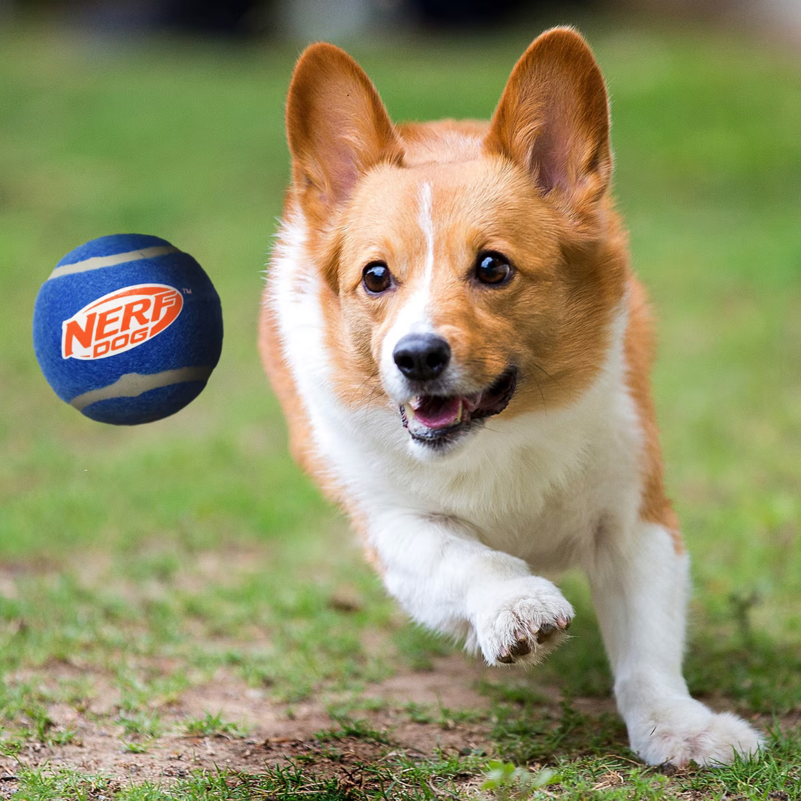 Nerf Dog Squeak Tennis Ball 4-Pack, 2"