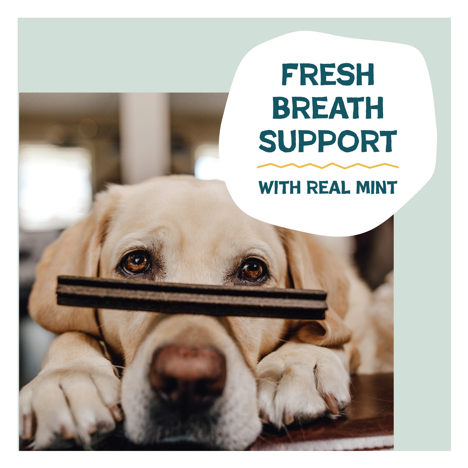 Close-up photo of a light-colored dog resting its chin on a surface while holding a dental stick in its mouth. Text overlay reads “Fresh Breath Support with Real Mint.”