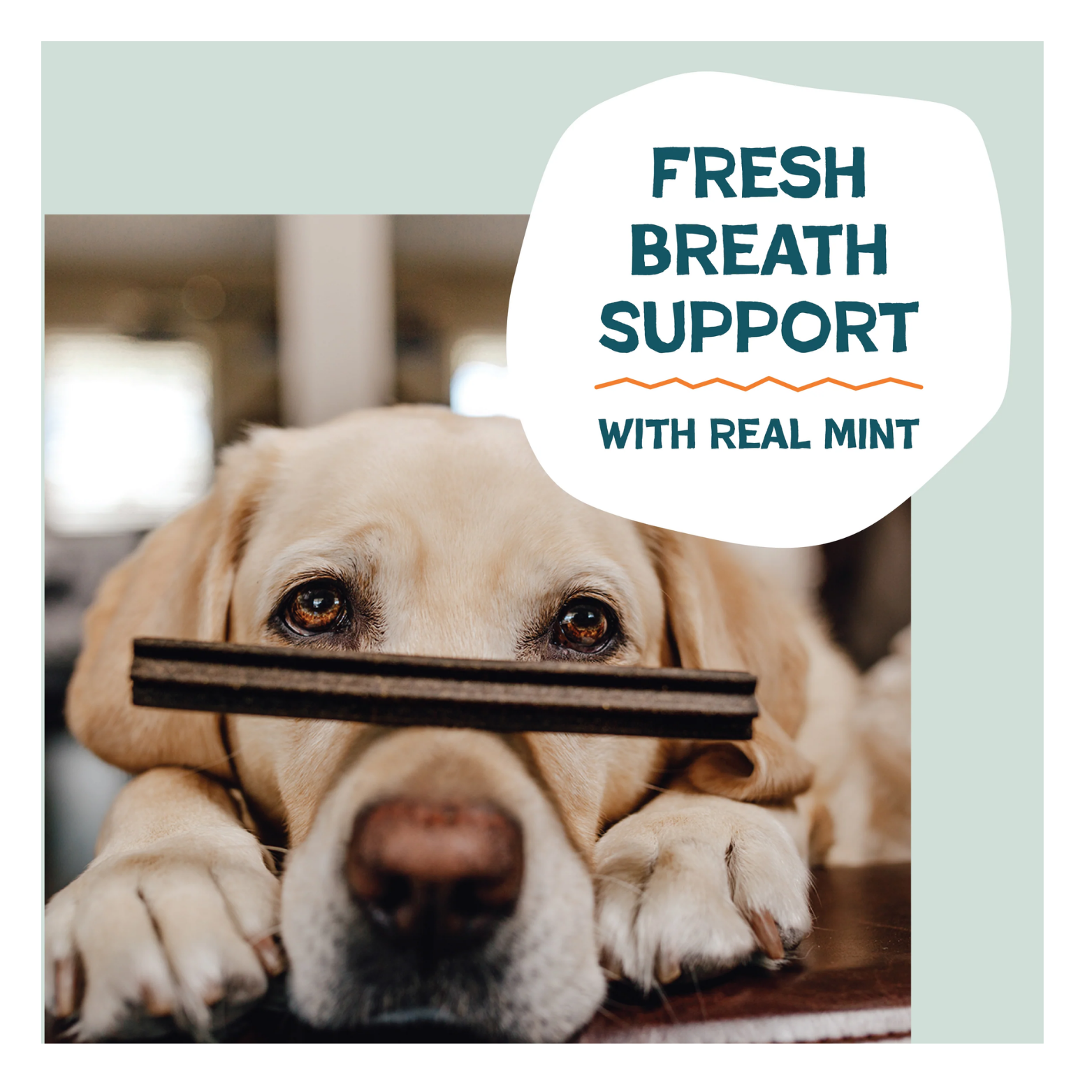 Close-up photo of a yellow Labrador resting its head on a table while holding a dental stick in its mouth, with text reading “Fresh Breath Support with Real Mint.”