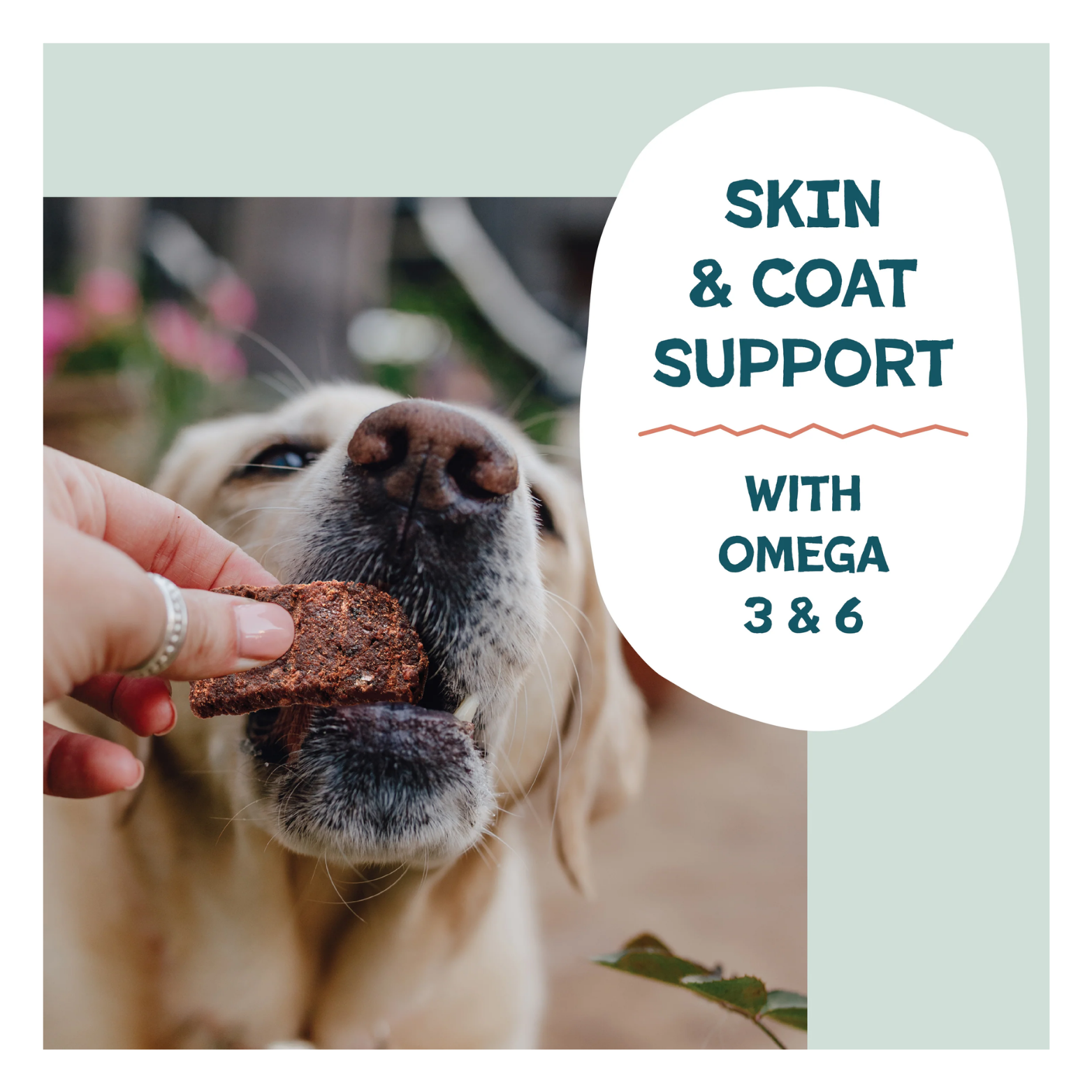 Close-up photo of a dog being hand-fed a jerky treat outdoors, with text stating “Skin & Coat Support with Omega 3 & 6.”