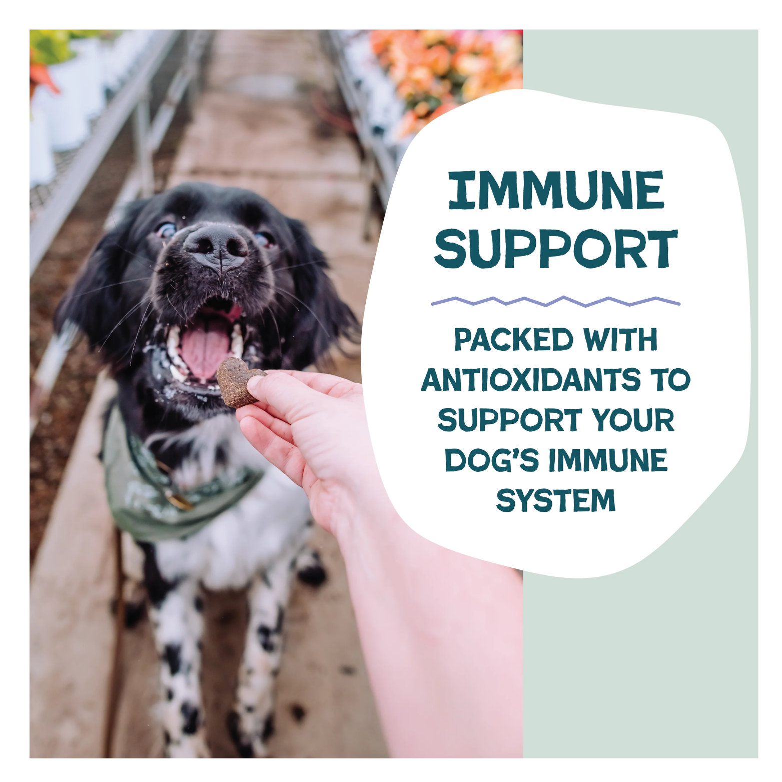 Photo of a black-and-white dog eagerly taking a heart-shaped treat from a person’s hand in a greenhouse aisle, with overlaid text highlighting immune support and antioxidants that support a dog’s immune system.