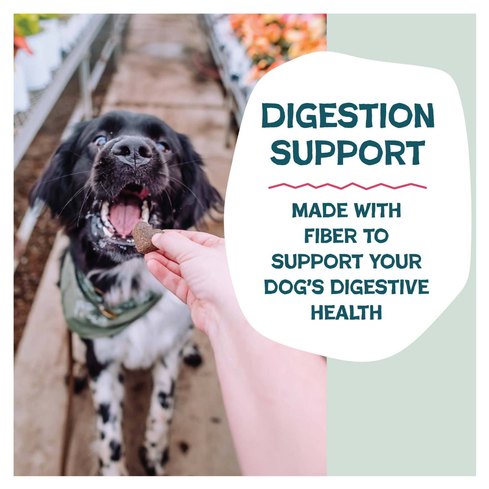Photo of a black-and-white dog eagerly taking a heart-shaped treat from a person’s hand in a greenhouse aisle, with overlaid text highlighting digestion support made with fiber to support a dog’s digestive health.