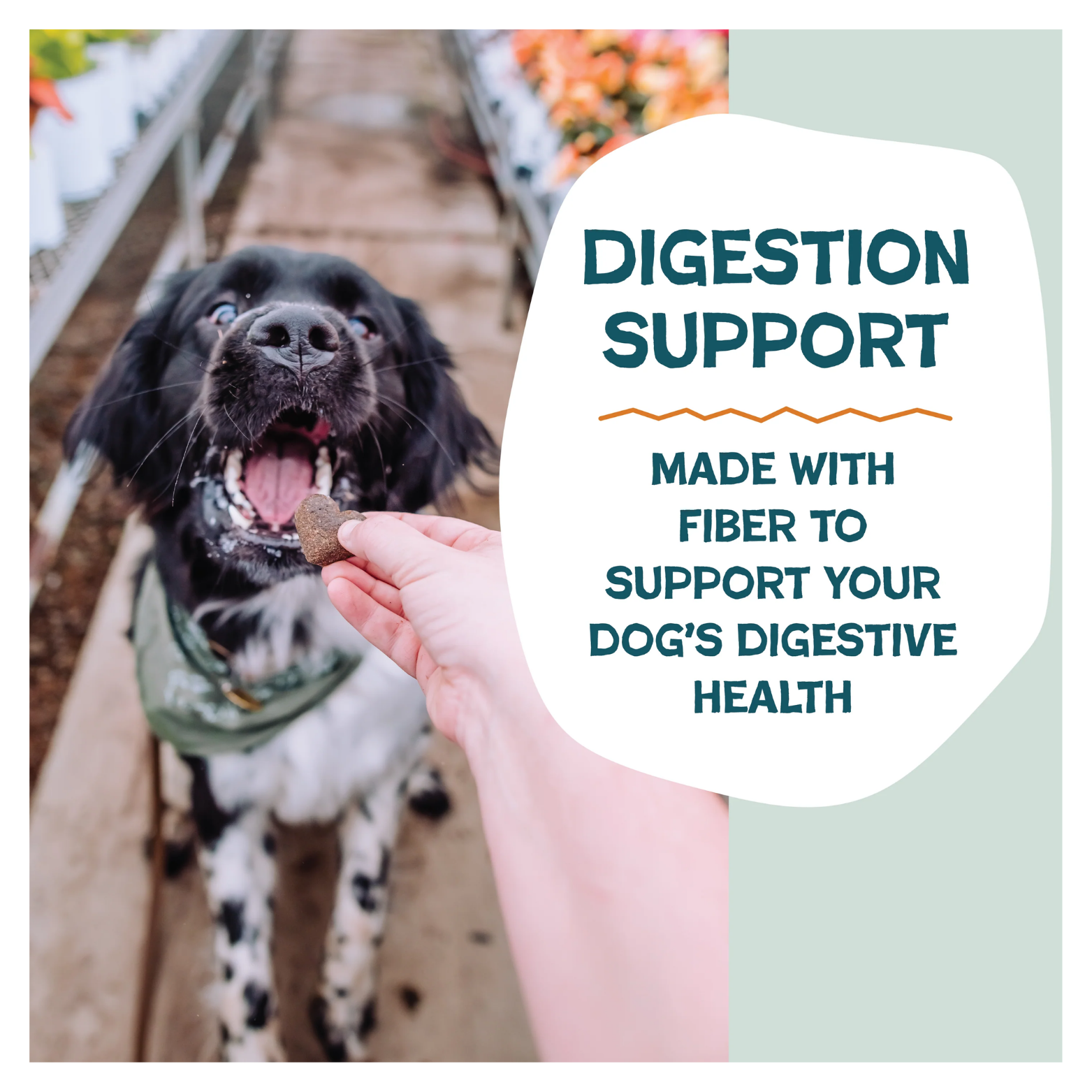 Photo of a black-and-white dog eagerly taking a heart-shaped treat from a person’s hand in a greenhouse aisle, with overlaid text highlighting digestion support made with fiber to support a dog’s digestive health.