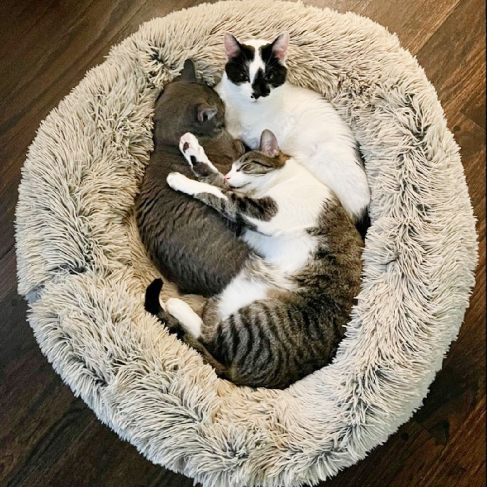 Tall Tails Cuddle Donut Pet Bed Frosted