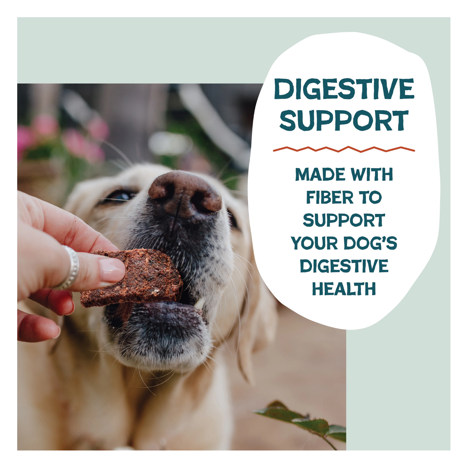 A close-up photo of a dog gently taking a jerky treat from a person’s hand, alongside text reading “Digestive Support” and “Made with fiber to support your dog’s digestive health.”