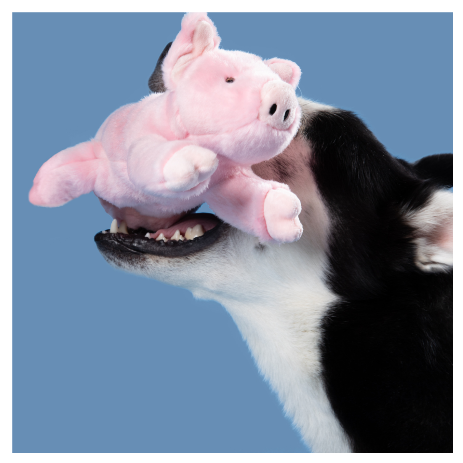 Black-and-white dog holding a pink plush pig toy gently in its mouth against a blue background.