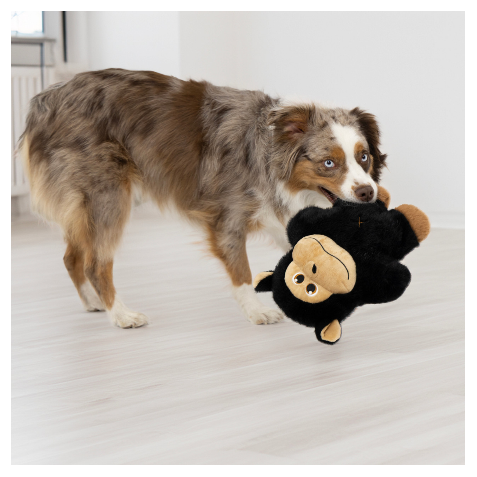 Medium-sized brown and white dog indoors carrying the KONG Snuzzles Gorilla plush toy in its mouth, demonstrating interactive play and full-body squeaker use.
