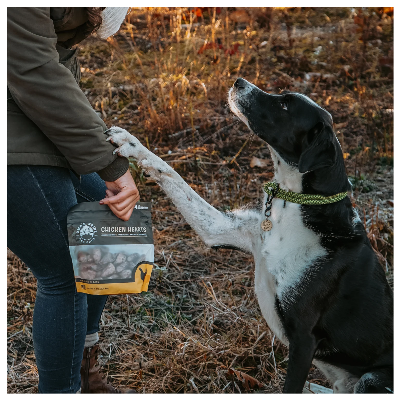 Black-and-white dog sitting outdoors giving a paw to a person holding a bag of Oma’s Pride Chicken Hearts treats, surrounded by dry grass and autumn foliage.