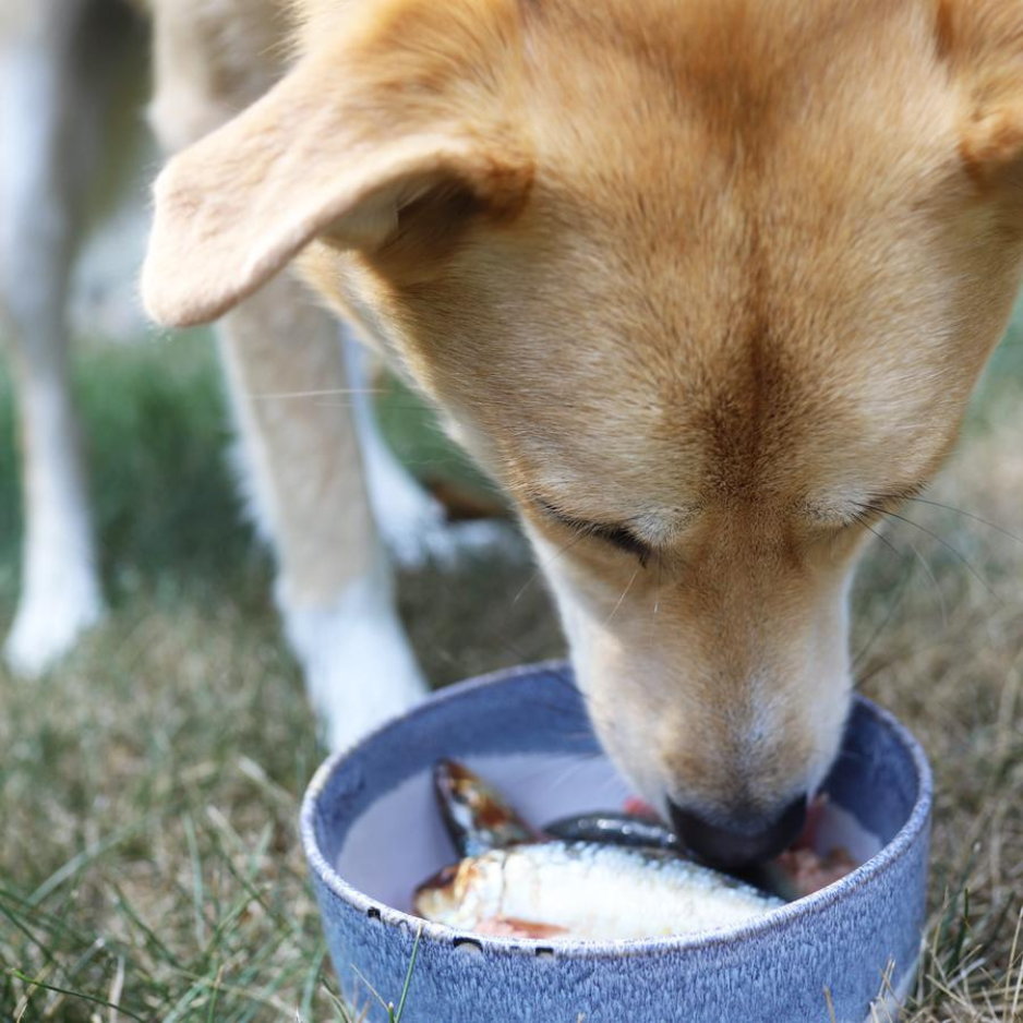 Oma's Pride Whole Sardine Raw Frozen Dog & Cat Food